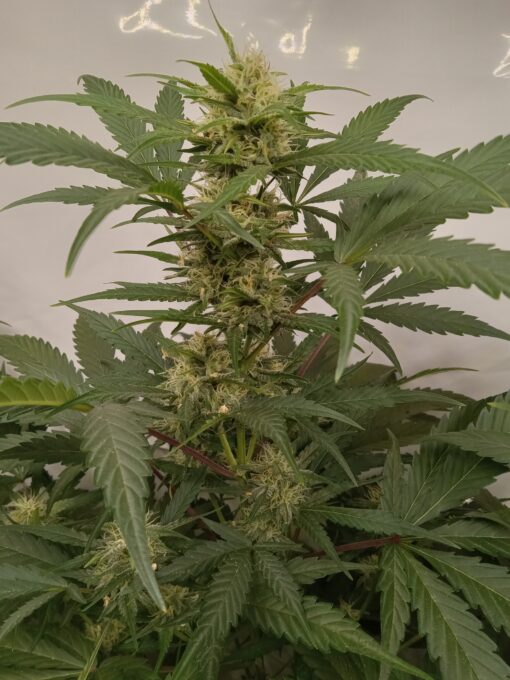 TwistedTree | Twisted Gorilla F4 | Auto Flower Cannabis Seeds Female