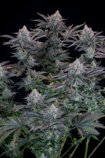 Fast Buds | Gorilla Cookies FF | Fast Flowering Cannabis Seeds Female