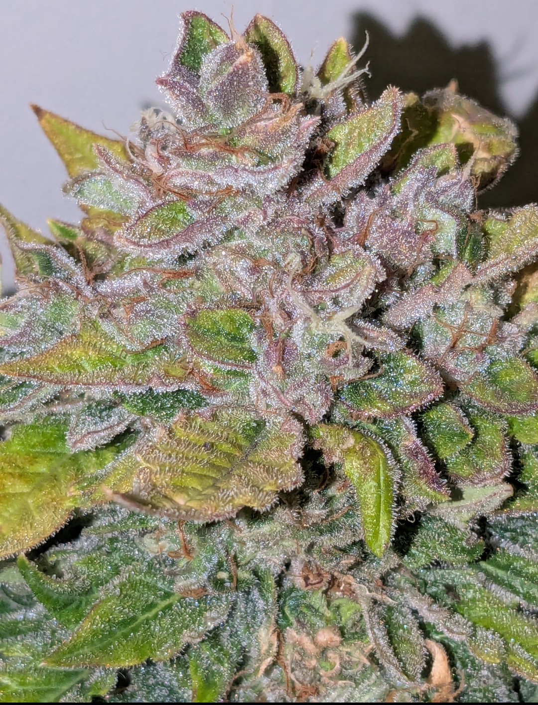 Rinse's Reserve | Visual Snow |  Auto Flower Cannabis Seeds Female