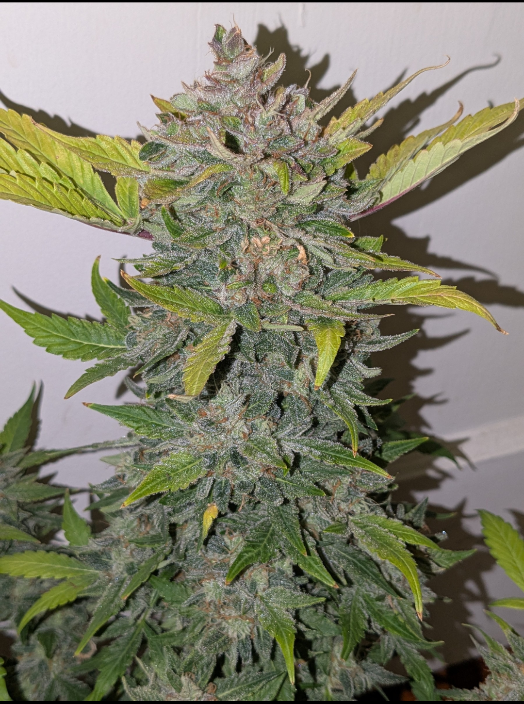 Rinse's Reserve | Visual Snow |  Auto Flower Cannabis Seeds Female