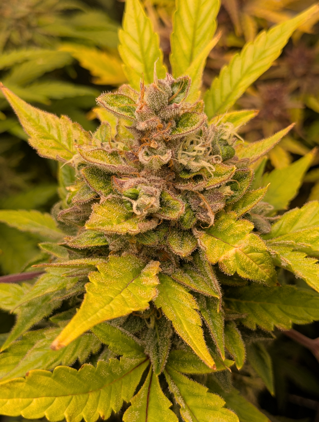 Rinse's Reserve | Visual Snow |  Auto Flower Cannabis Seeds Female
