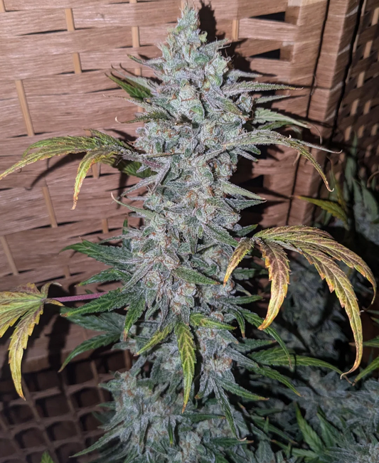 Rinse's Reserve | Unseen Queen |  Auto Flower Cannabis Seeds Female