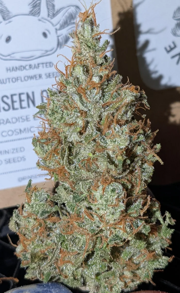 Rinse's Reserve | Unseen Queen |  Auto Flower Cannabis Seeds Female