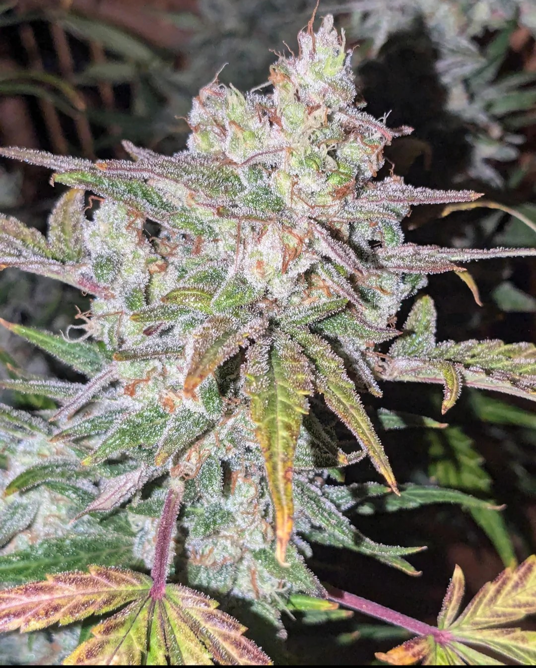 Rinse's Reserve | Unseen Queen |  Auto Flower Cannabis Seeds Female