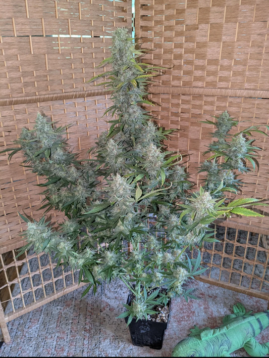 Rinse's Reserve | Burnout Haze |  Auto Flower Cannabis Seeds Female
