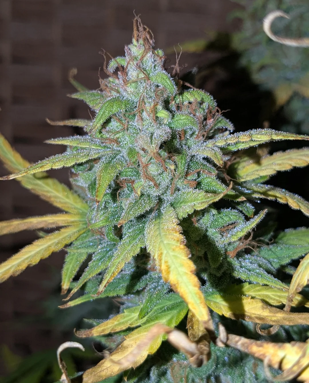 Rinse's Reserve | Burnout Haze |  Auto Flower Cannabis Seeds Female