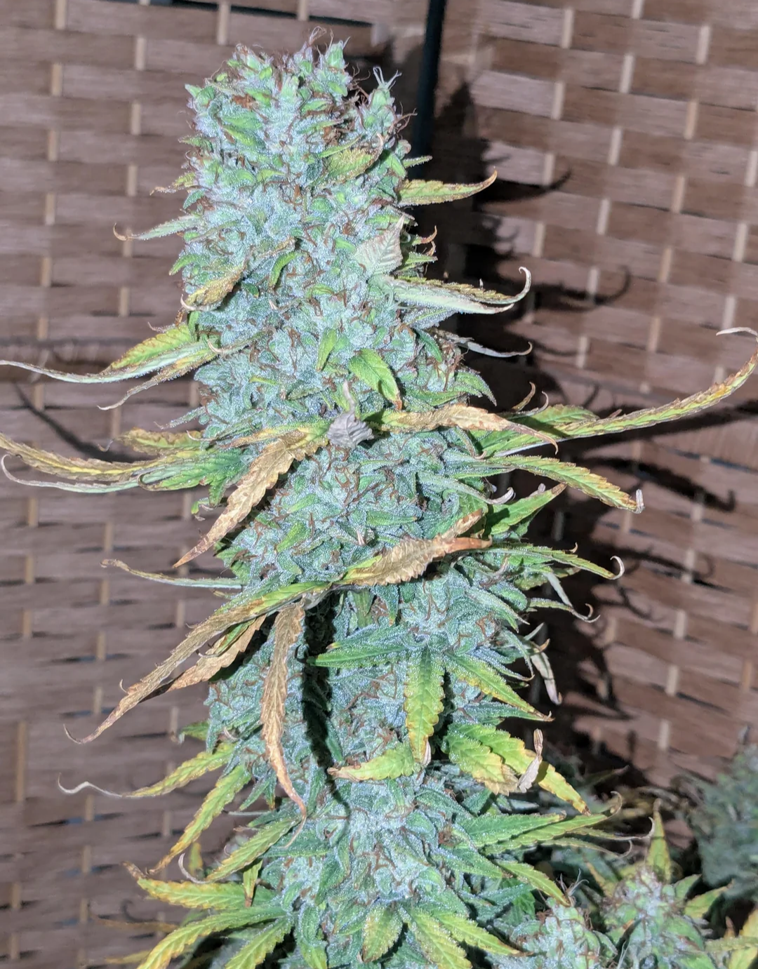 Rinse's Reserve | Burnout Haze |  Auto Flower Cannabis Seeds Female