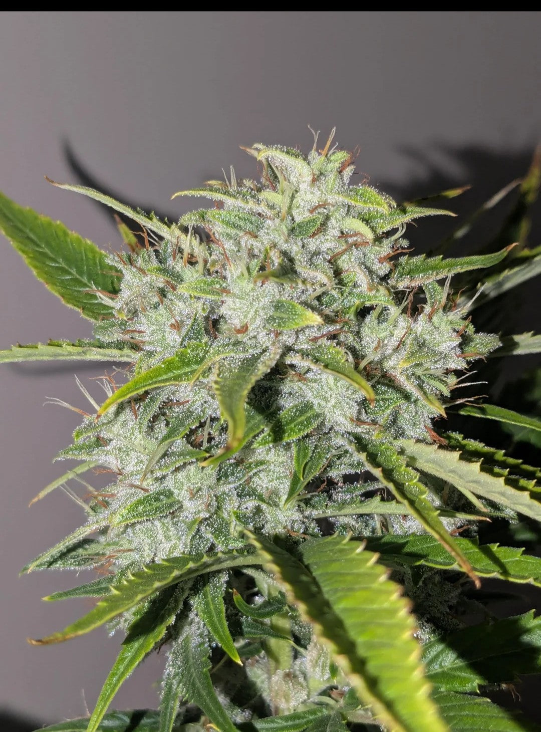 Rinse's Reserve | Magic Trikz F2 Reg | Auto Flower Cannabis Seeds Reg