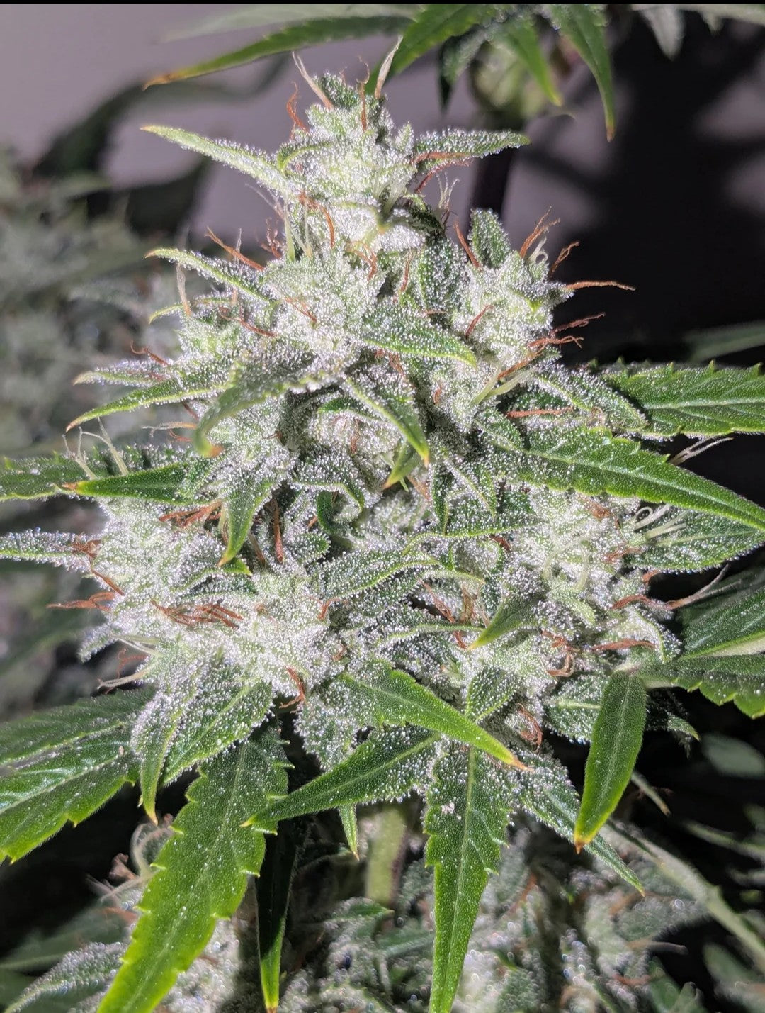 Rinse's Reserve | Magic Trikz F2 Reg | Auto Flower Cannabis Seeds Reg