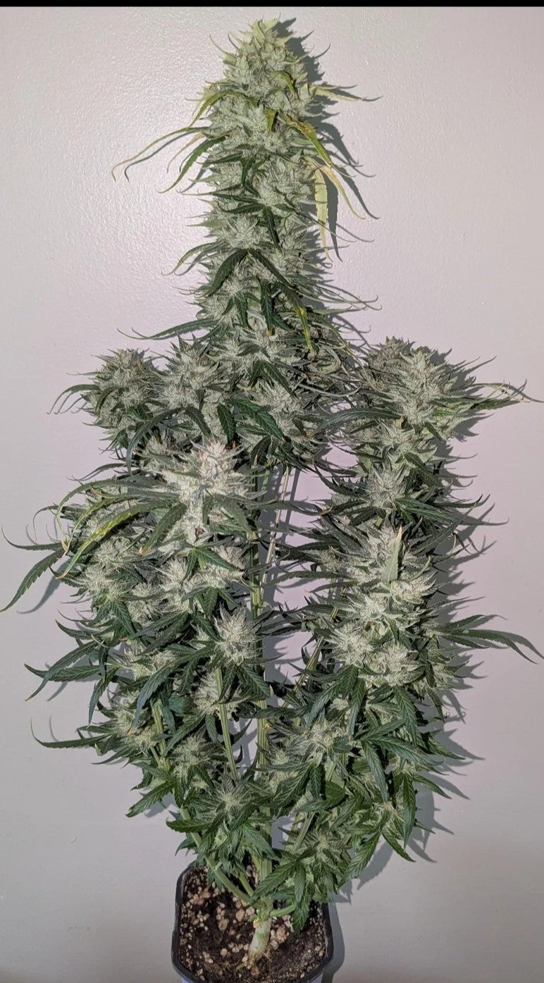 Rinse's Reserve | Magic Trikz F2 Reg | Auto Flower Cannabis Seeds Reg
