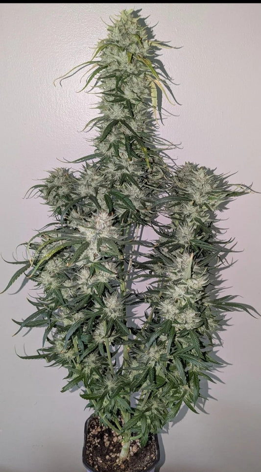 Rinse's Reserve | Magic Trikz F2 Reg | Auto Flower Cannabis Seeds Reg