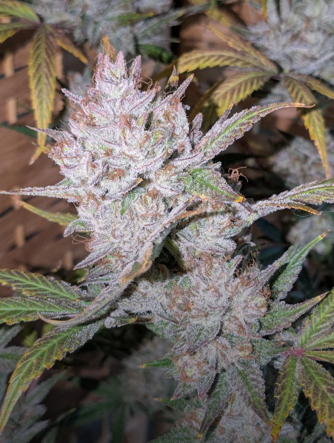 Rinse's Reserve | Astral Exposure |  Auto Flower Cannabis Seeds Female
