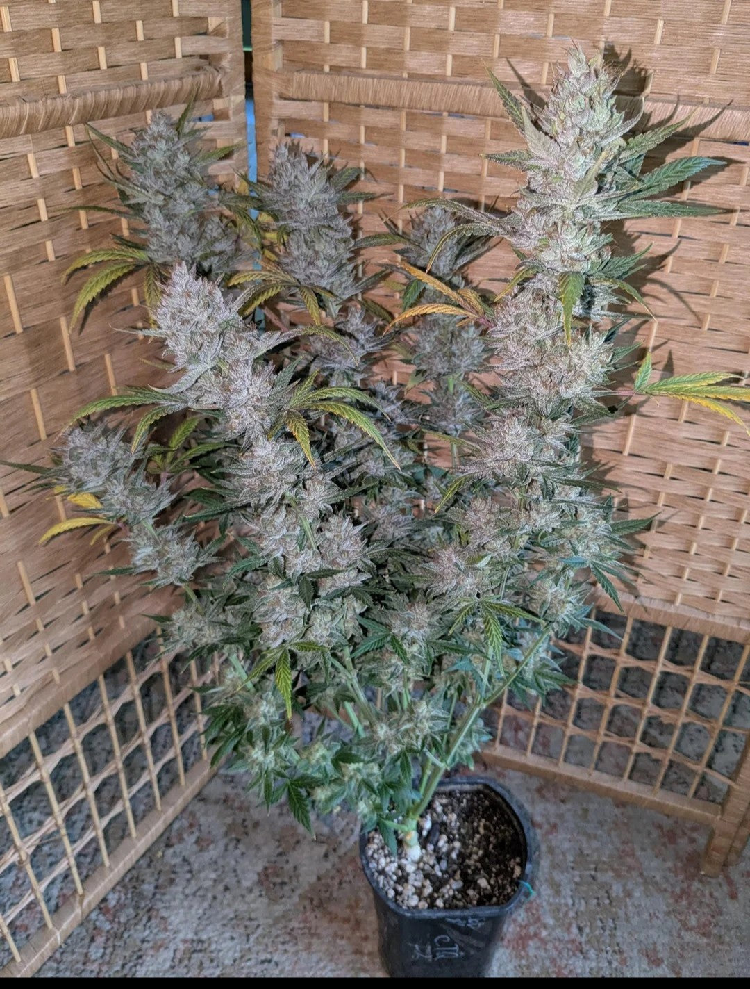 Rinse's Reserve | Astral Exposure |  Auto Flower Cannabis Seeds Female