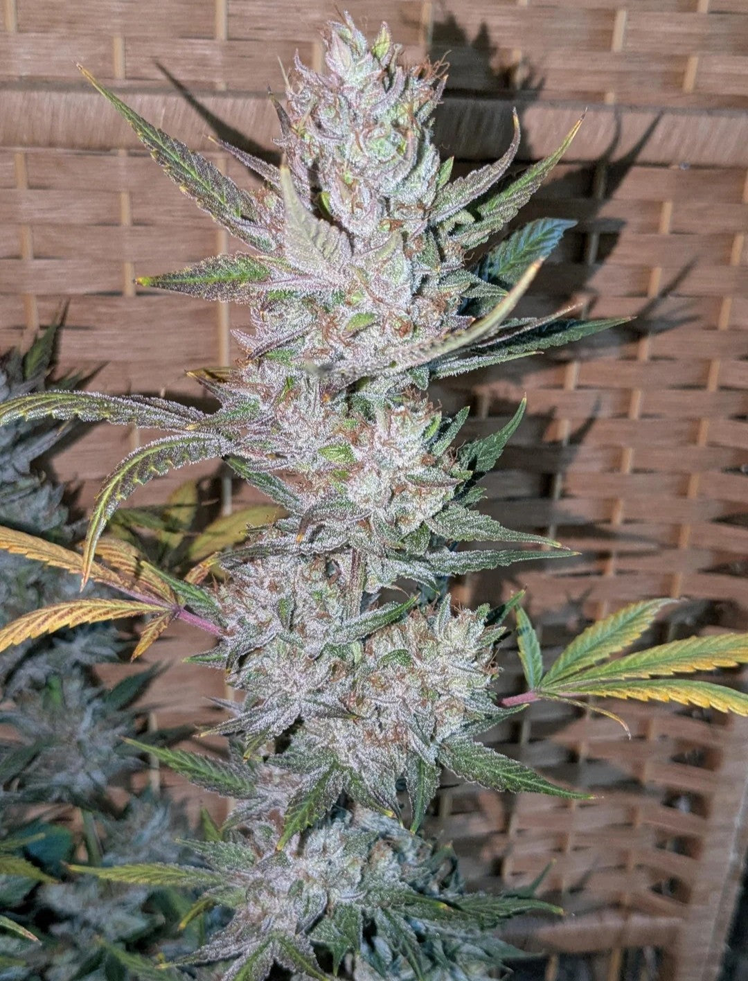 Rinse's Reserve | Astral Exposure |  Auto Flower Cannabis Seeds Female