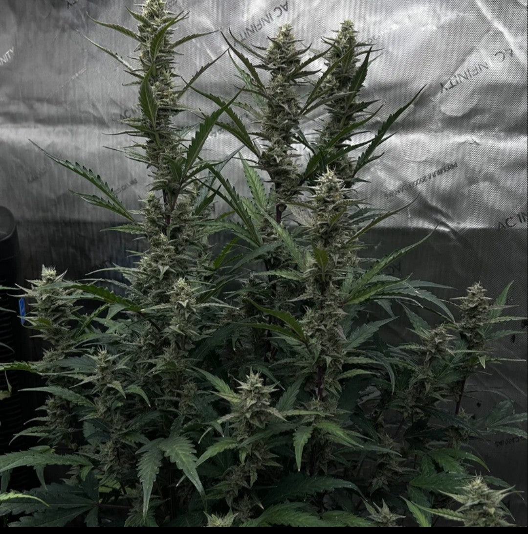 Rinse's Reserve | Chemtrail Queen | Auto Flower Cannabis Seeds Reg