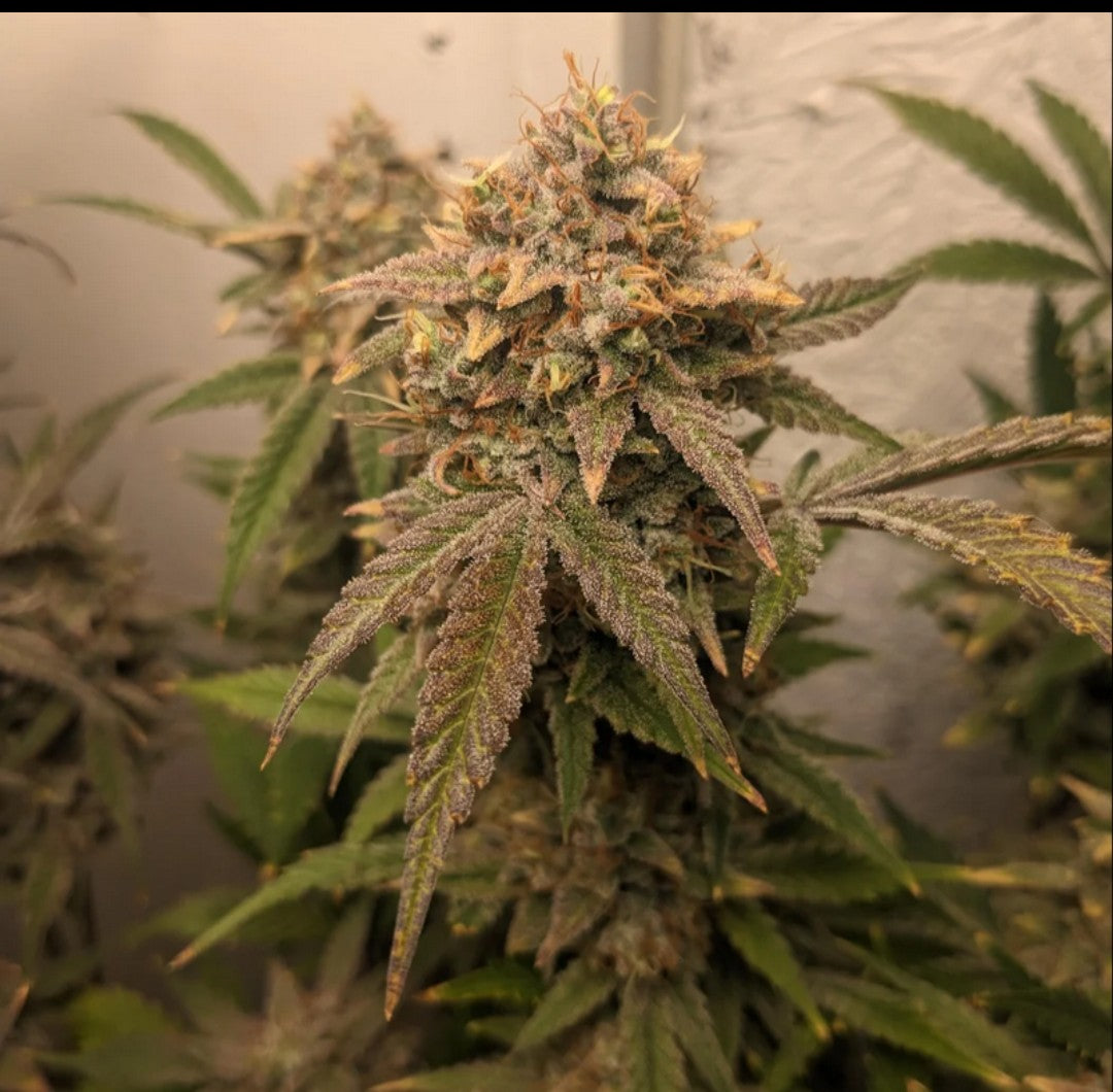 Rinse's Reserve | Chemtrail Queen | Auto Flower Cannabis Seeds Reg
