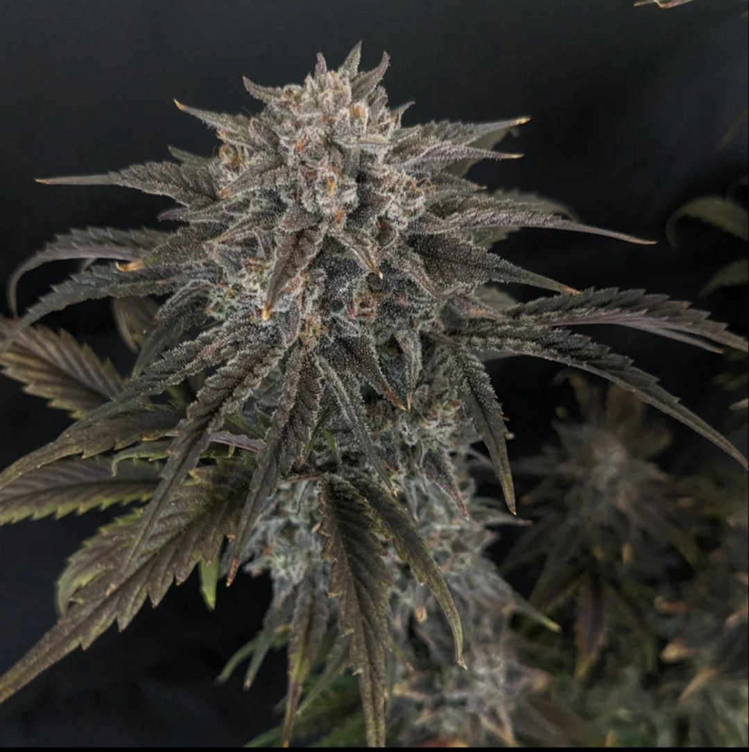 Rinse's Reserve | Chemtrail Queen | Auto Flower Cannabis Seeds Reg