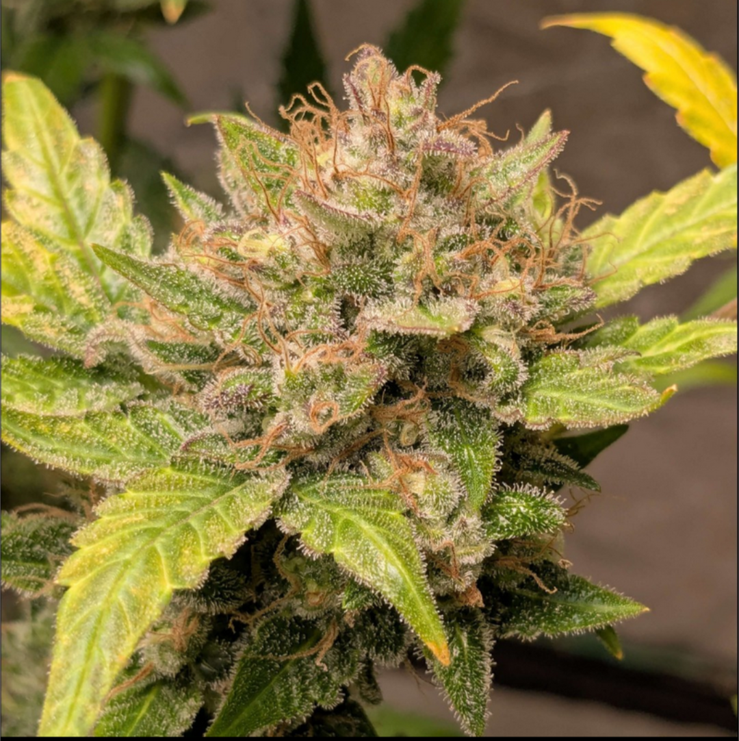 Rinse's Reserve | Malachite |  Auto Flower Cannabis Seeds Female