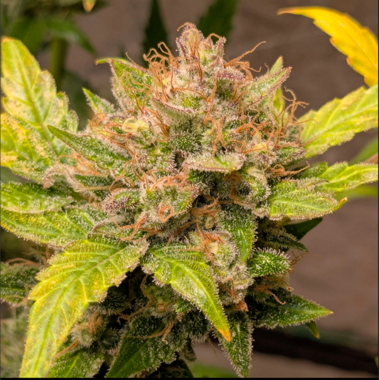 Rinse's Reserve | Malachite |  Auto Flower Cannabis Seeds Female