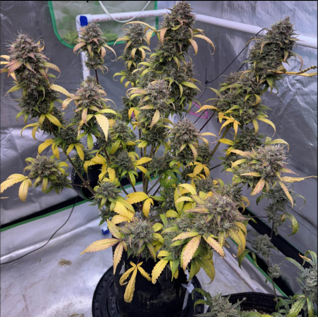 Rinse's Reserve | Malachite |  Auto Flower Cannabis Seeds Female