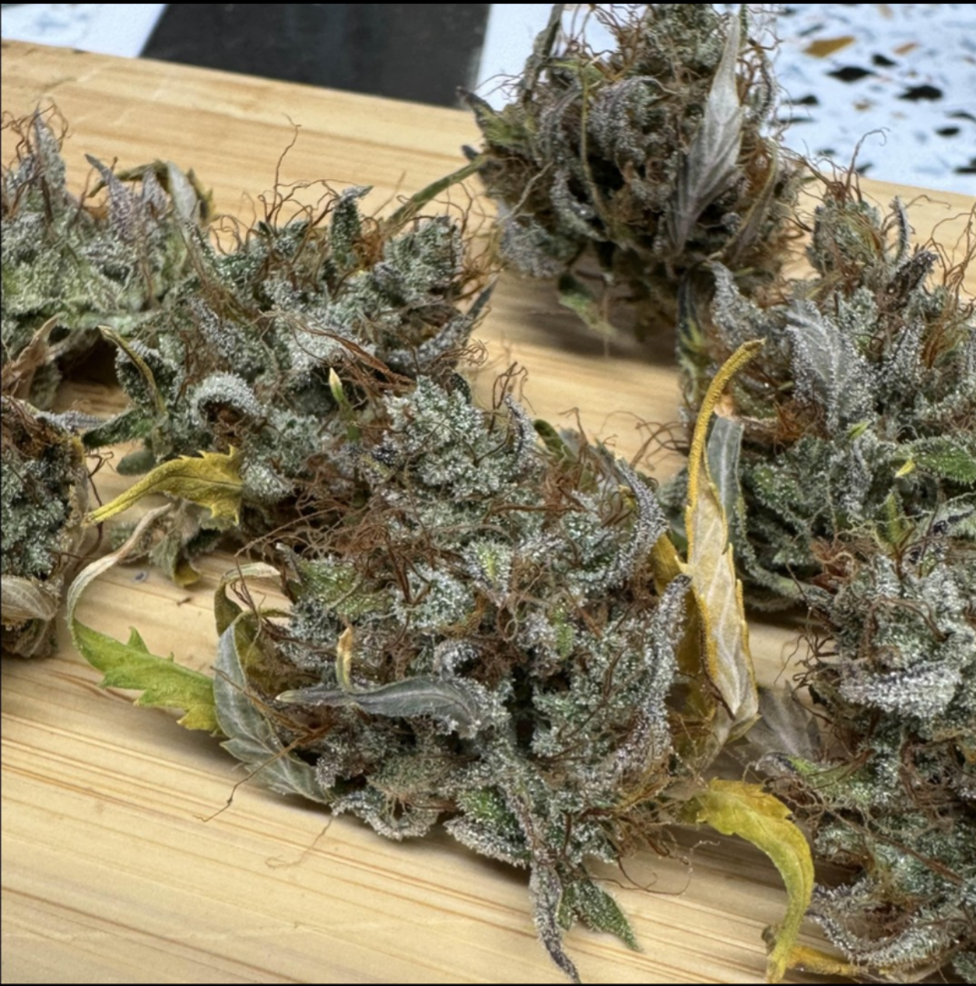 Rinse's Reserve | Malachite |  Auto Flower Cannabis Seeds Female