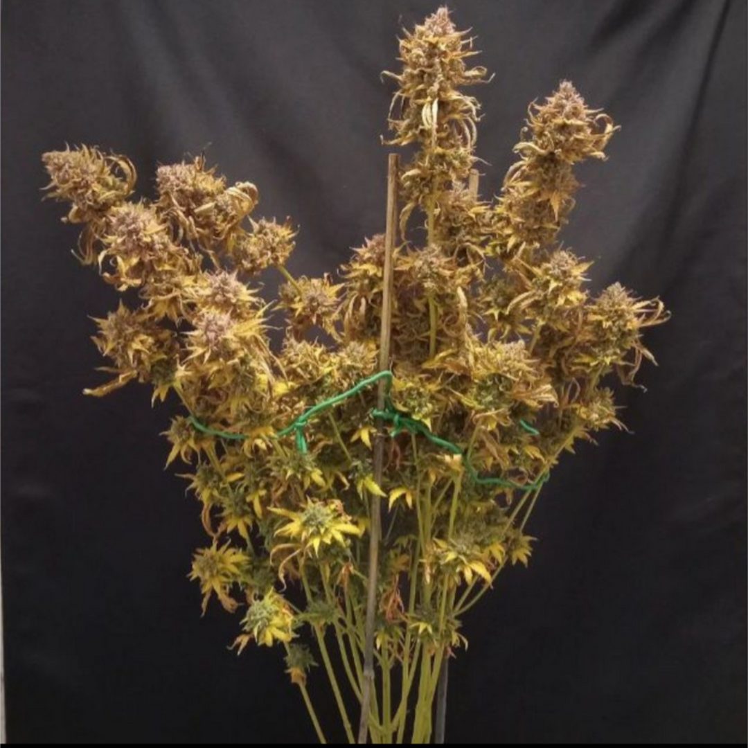 Rinse's Reserve | Malachite |  Auto Flower Cannabis Seeds Female