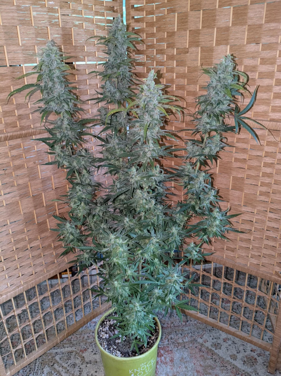 Rinse's Reserve | Paradise Express F3 |  Auto Flower Cannabis Seeds Reg