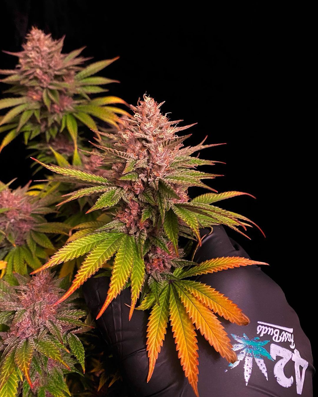 Fast Buds | Purple Lemonade FF | Fast Flowering Cannabis Seeds Female