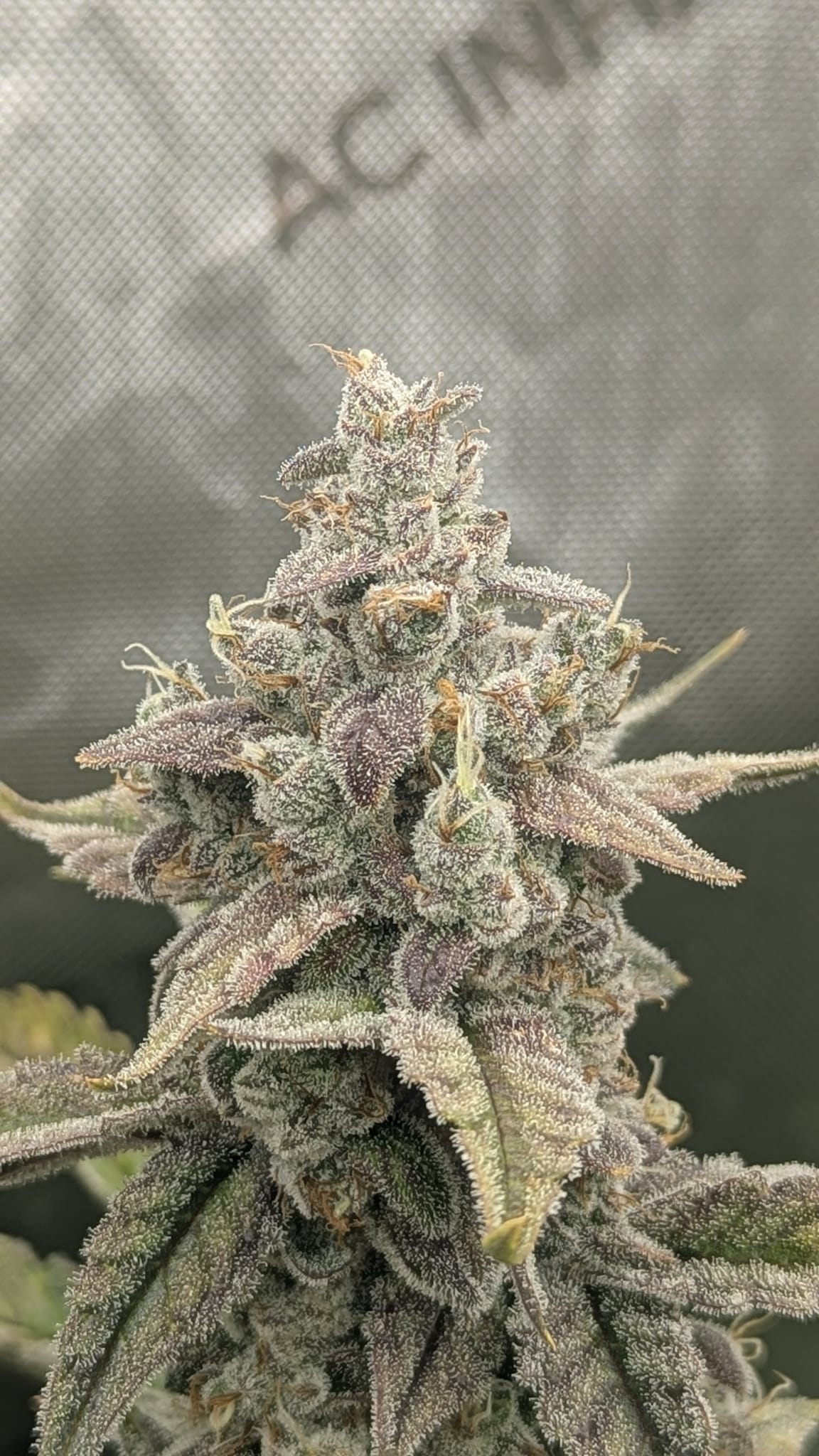 Axiom Seeds | Quantum Smash F2 | Auto Flower Cannabis Seeds Female