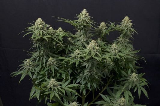 Fast Buds | Wedding Cheesecake FF | Fast Flowering Cannabis Seeds Female