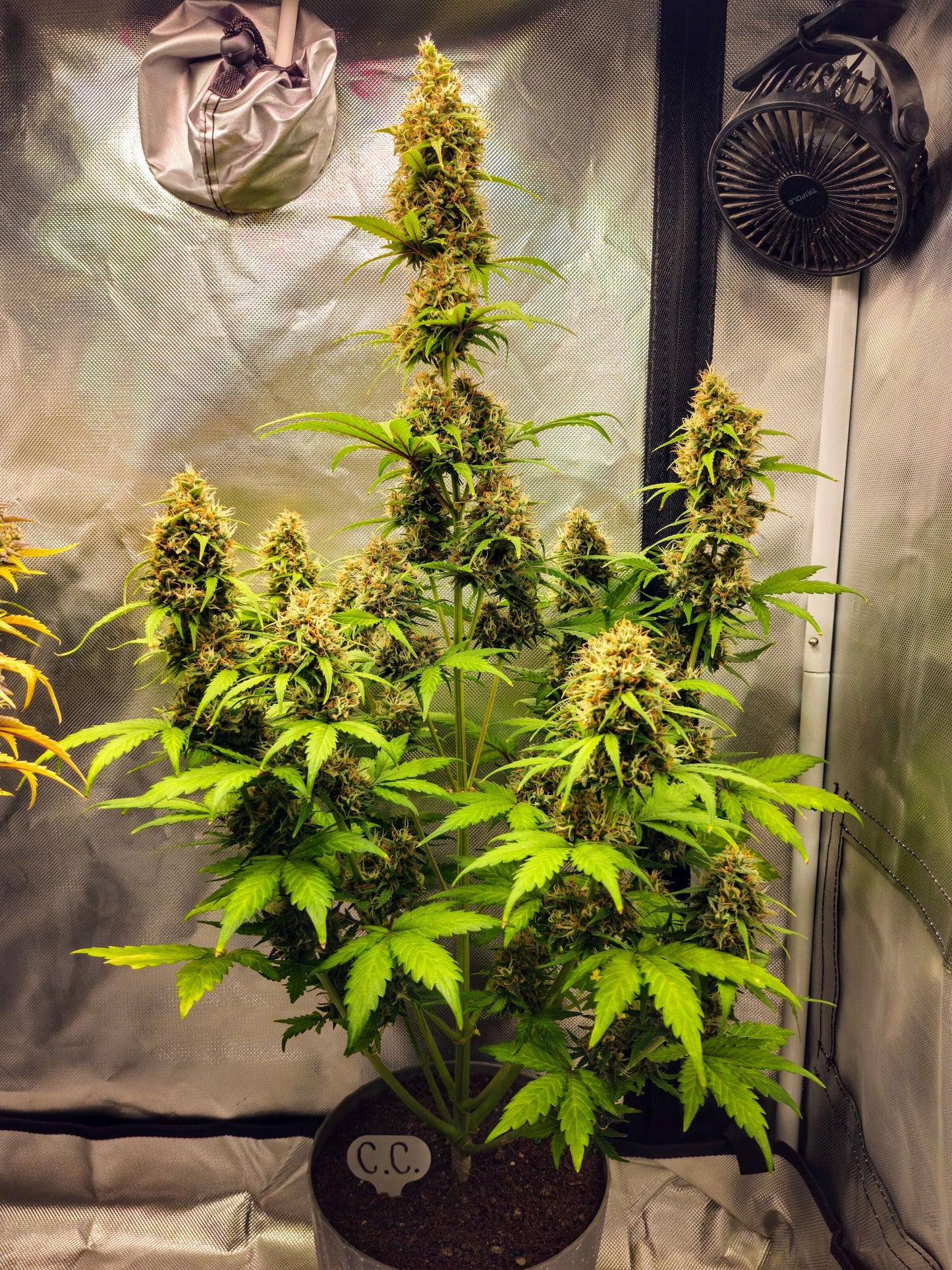 Axiom Seeds | Crazy Crack | Auto Flower Cannabis Seeds Female