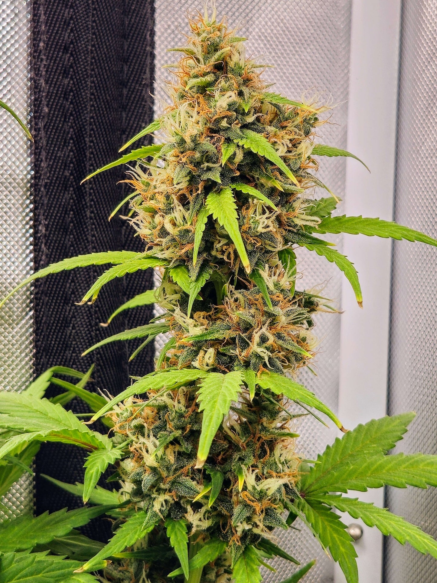 Axiom Seeds | Crazy Crack | Auto Flower Cannabis Seeds Female