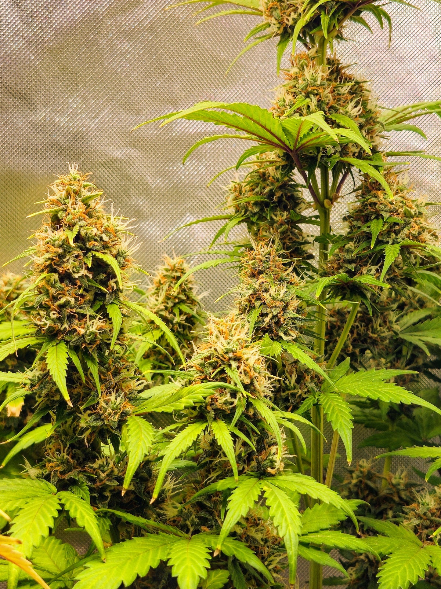Axiom Seeds | Crazy Crack | Auto Flower Cannabis Seeds Female