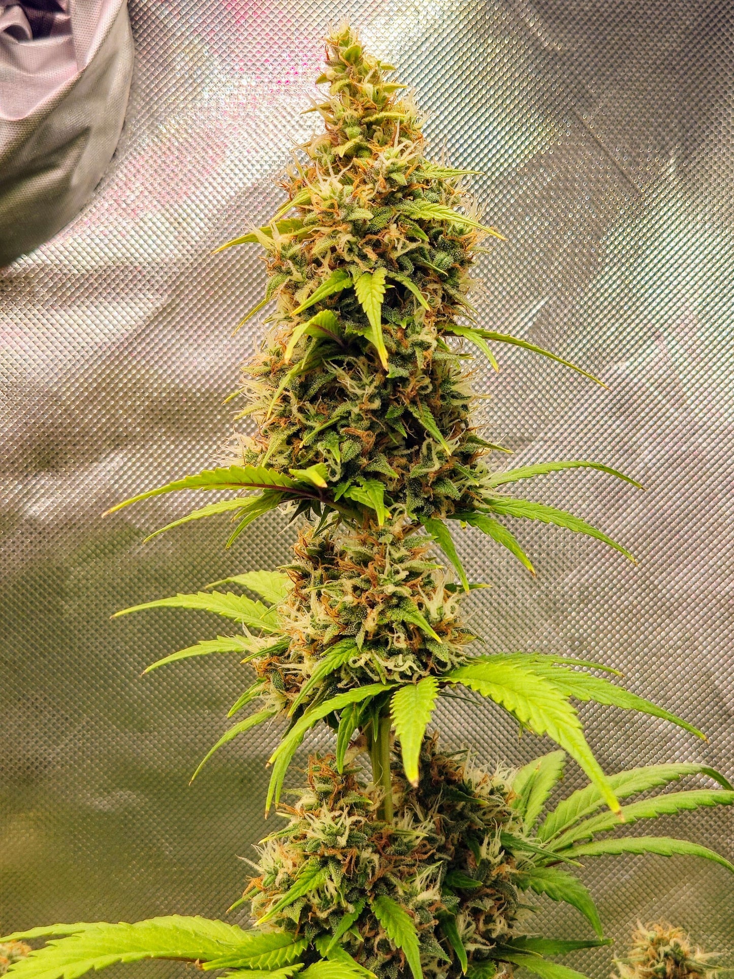 Axiom Seeds | Crazy Crack | Auto Flower Cannabis Seeds Female