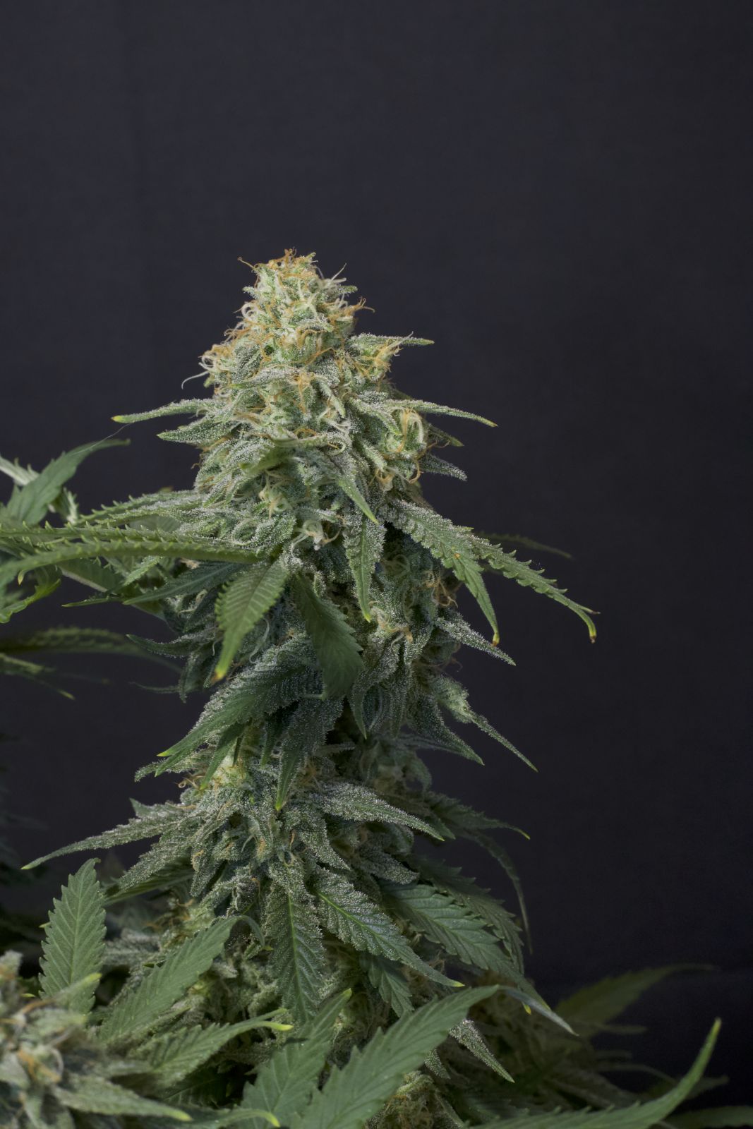 Fast Buds | Wedding Cheesecake FF | Fast Flowering Cannabis Seeds Female