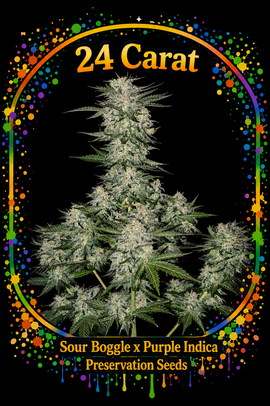Preservation Seeds | 24 Carat | Auto Flower Cannabis Seeds Female