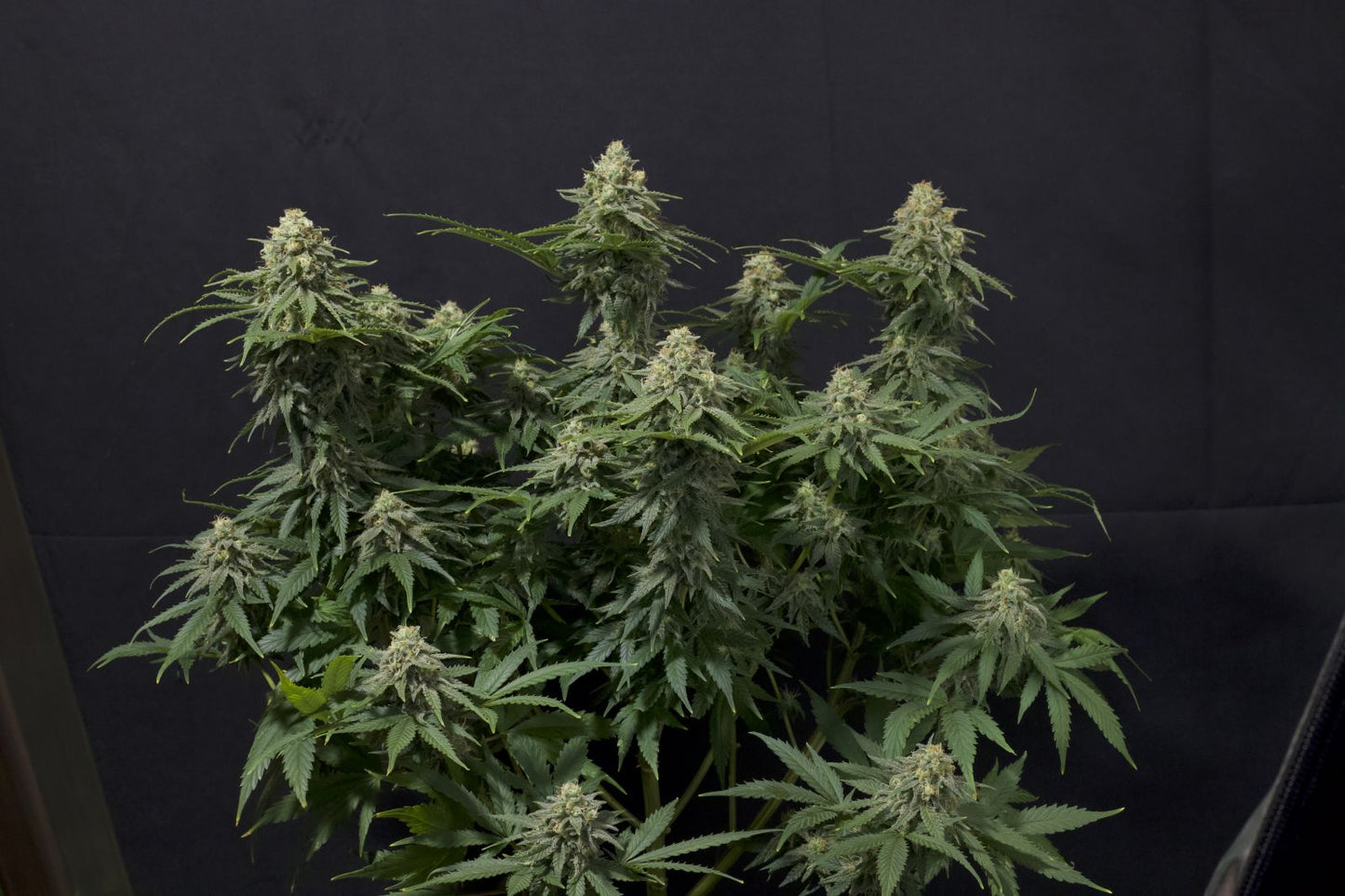 Fast Buds | Wedding Cheesecake FF | Fast Flowering Cannabis Seeds Female