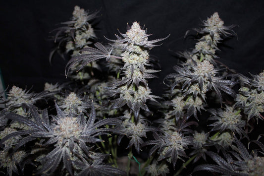 Fast Buds | Tropicana Cookies FF | Fast Flowering Cannabis Seeds Female