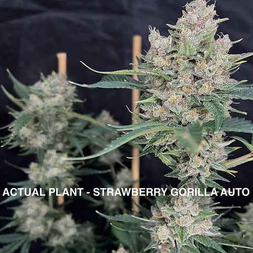 Novelty Gift Seeds | Strawberry Gorilla | Auto Flower Cannabis Seeds Female