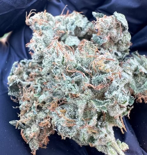 Novelty Gift Seeds | Titlebelt OG | Auto Flower Cannabis Seeds Female