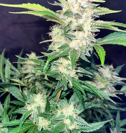 Novelty Gift Seeds | Titlebelt OG | Auto Flower Cannabis Seeds Female
