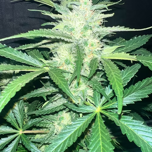 Novelty Gift Seeds | 4 Real OG | Auto Flower Cannabis Seeds Female