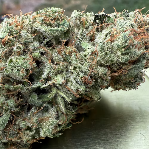 Novelty Gift Seeds | 4 Real OG | Auto Flower Cannabis Seeds Female