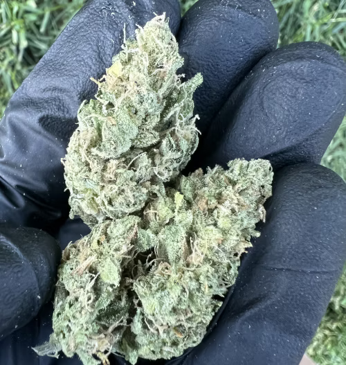 Novelty Gift Seeds | Gasquatch OG | Auto Flower Cannabis Seeds Female