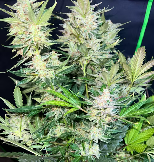 Novelty Gift Seeds | Titlebelt OG | Auto Flower Cannabis Seeds Female