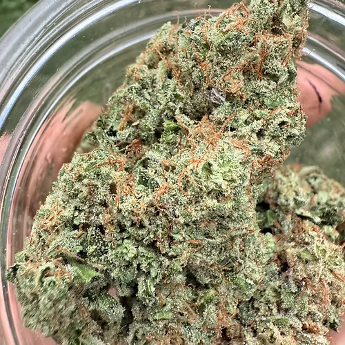 Novelty Gift Seeds | 4 Real OG | Auto Flower Cannabis Seeds Female