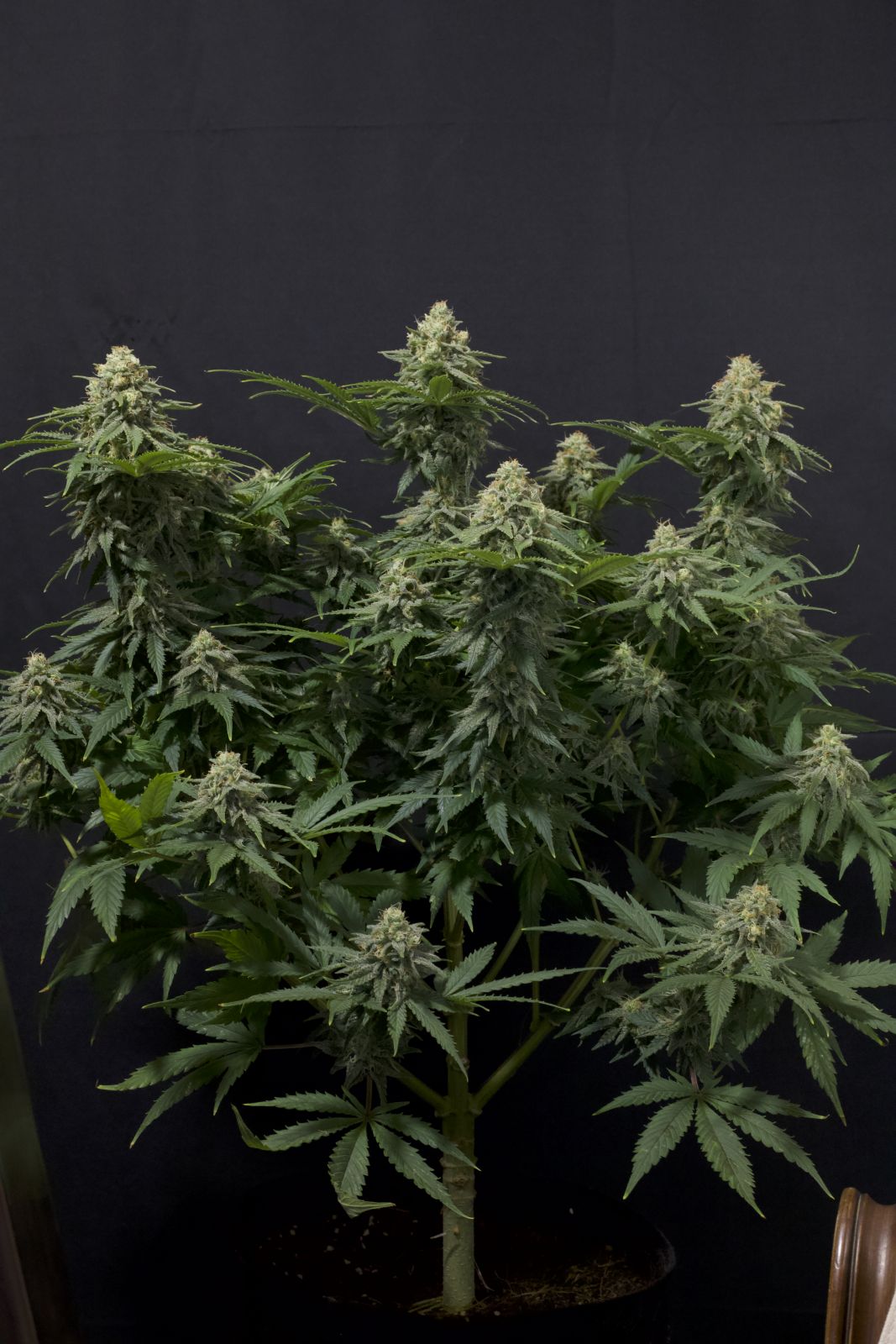 Fast Buds | Wedding Cheesecake FF | Fast Flowering Cannabis Seeds Female