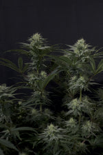 Fast Buds | GG4 Sherbet FF | Fast Flowering Cannabis Seeds Female