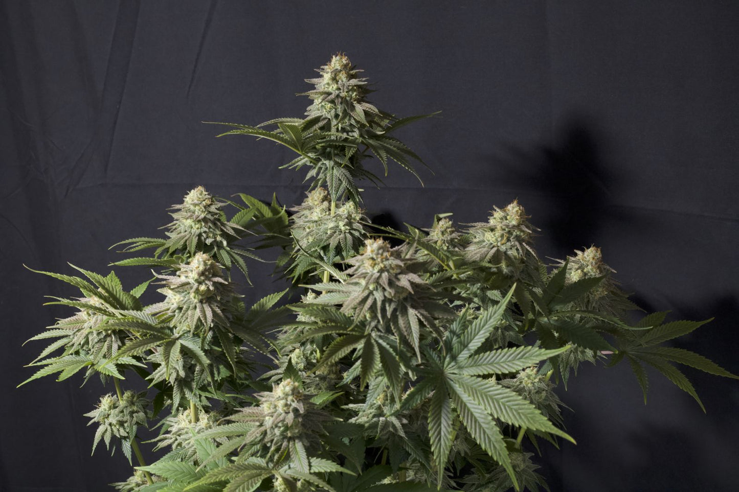 Fast Buds | Orange Sherbet FF | Fast Flowering Cannabis Seeds Female