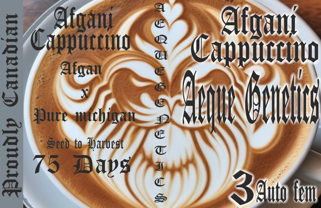 Aeque Genetics | Afghan Cappuccino |Autoflowering Cannabis Seeds Female
